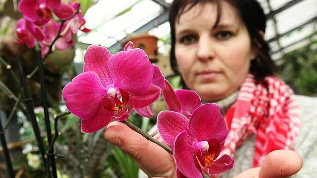Zaměstnankyně zámku Renata Emingerová ukazuje kvetoucí krásu orchidejí.