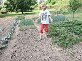 SKLIZENO. Helena Zhánová ukazuje zahradu, kde jí zloději ukradli česnek. Stejně dopadli další dva pěstitelé v okolí. Policisté kvůli zlodějům posilují hlídky v okolí polí a zahrad. 