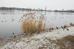 ŠIPKY o délce 7 cm s barevnými konci střílí neznámý pachatel z foukačky na kachny pohybující se u břehu Labe ve Štětí. 