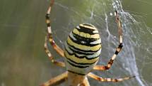 Křižák pruhovaný (Argiope bruennichi) je původem subtropický pavouk z oblasti Středomoří