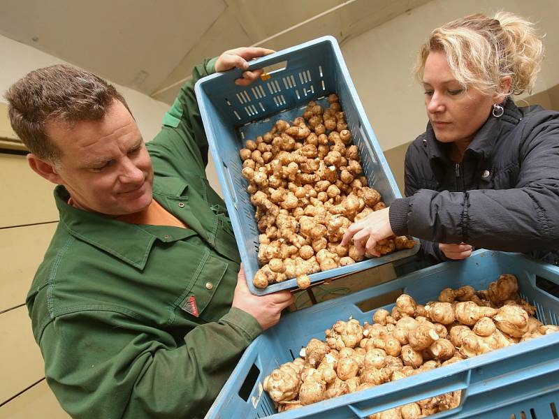 Zvláštní druh brambor topinambury původem z Mexika pěstují manželé Křížovi z Rohatců na Litoměřicku.