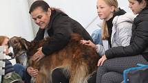 Krajská výstava psů na výstavišti v Litoměřicích