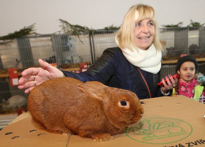 Výstava domácího zvířectva v areálu výstaviště Zahrady Čech.