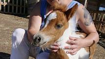 Chovatelce koní z Ústí nad Labem, která má zahradu v Litoměřicích, ukradl někdo před týdnem malé hříbě.