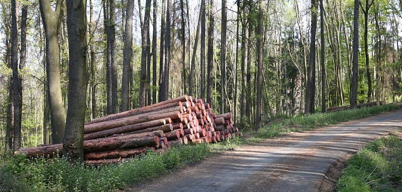 Deponie dřeva na Litoměřicku hospodáři Lesů ČR ošetřují postřikem proti kůrovci a proto umisťují zákazy.