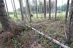 Kůrovec vlivem sucha devastuje lesy na Litoměřicku. Lesní správa Lesů ČR Litoměřice eviduje velké množství napadených smrkových porostů. Na fotografiích ukazuje Aleš Krišpín z Lesní správy Litoměřice, jak brouk devastuje smrkové porosty poblíž Třebušína.