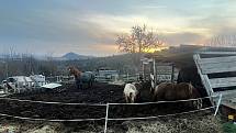 Na okraji Pokratic žijí plnokrevníci i minihorse v podmínkách, které prověří veterináři