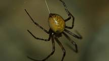 Meta temnostní, pavouk, který má v oblibě kromě jeskyní i vesnické sklepy.
