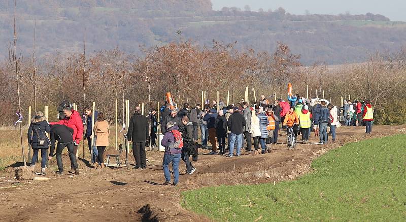 V sobotu u příležitosti 17. listopadu byla vysazena alej 17. listopadu u obce Mnetěš na Roudnicku