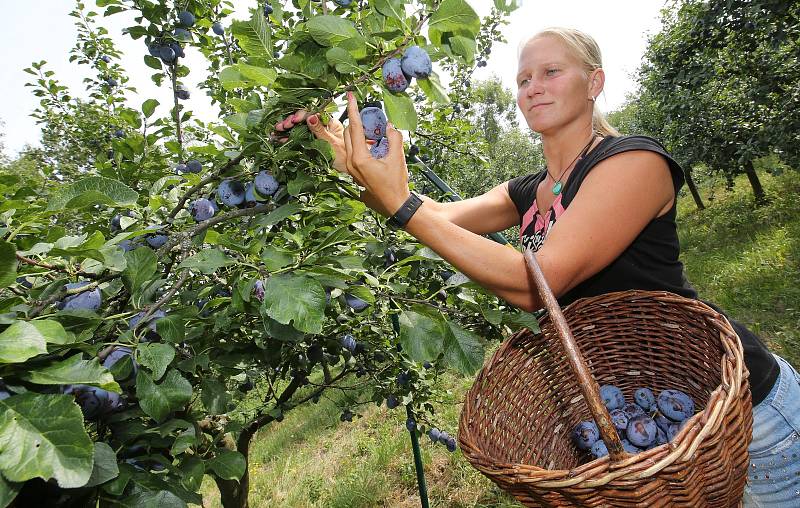 V Držovicích na Litoměřicku začali zemědělci s česáním oblíbených švestek a téměř zapomenutých rynglí.