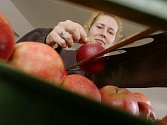 Adéla Šnajdrová z Ovocnářství Jelínek třídí jablka k přímému prodeji ze skladu.