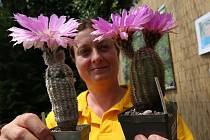 Výstava kaktusů v zámeckém skleníku v Libochovicích