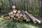 Deponie dřeva lesní hospodáři Lesů ČR ošetřují postřikem proti kůrovci a proto umisťují zákazy.