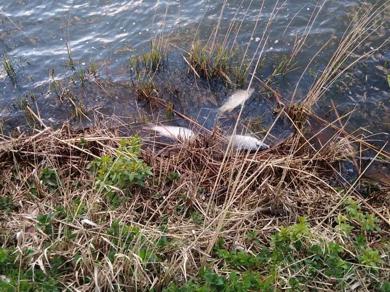 Desítky uhynulých kaprů lemují v posledních dnech břehy úštěckého Jezera Chmelař. Další pak u břehů malátně a apaticky plavou. Rozsáhlý úhyn už řeší Rybářství Doksy, které v rybníku hospodaří.