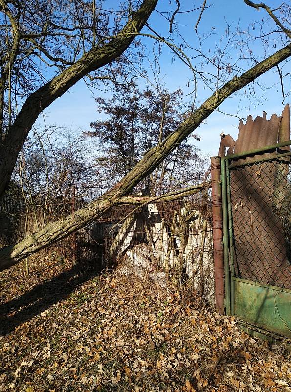 Nemocné akáty v roudnické zahrádkářské kolonii se při silnějších poryvech větru lámaly a padaly nejen na ploty, ale především cestu využívanou řidiči i chodci.