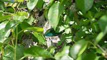 Ještěrka zelená (Lacerta viridis). Samec