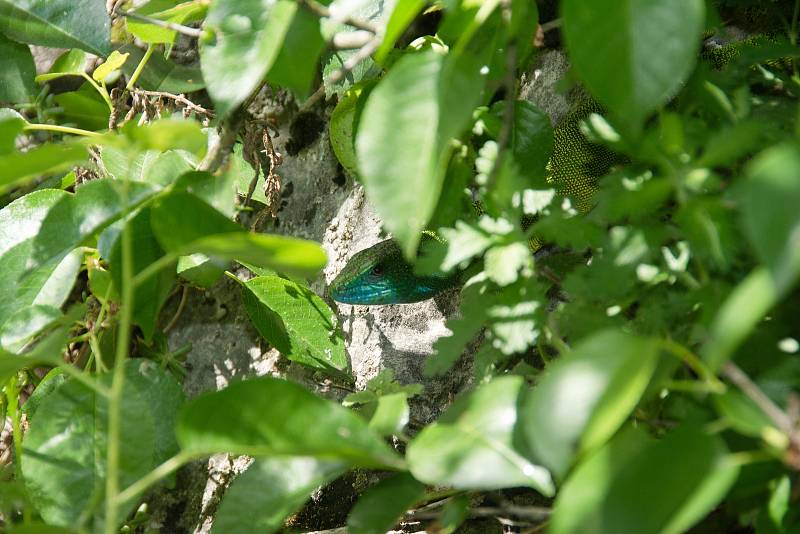 Ještěrka zelená (Lacerta viridis). Samec