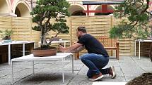 Tradiční letní výstava bonsají bude letos kratší. Začala v pátek a končí v pondělí. Tradiční výstavu navštíví stovky obdivovatelů.