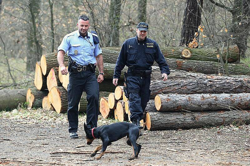 KONTROLA VYTĚŽENÉHO DŘEVA. Smíšené hlídky policistů z lovosického obvodního oddělení a třebenického městského policisty kontrolují složené kmeny v depu dřeva u Sutomi. Právě v těchto místech bylo dříve odcizeno již vytěžené dřevo.  