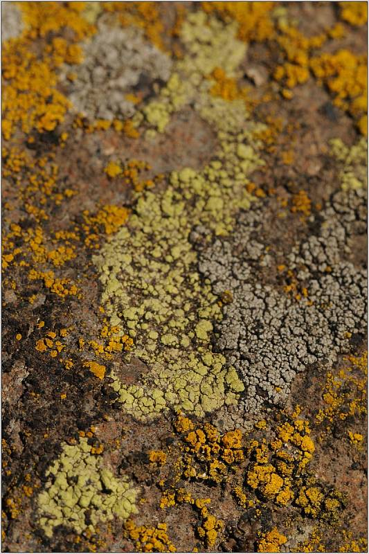 Některé části skal porůstají lišejníky. Na snímku je žlutě zbarvený mapovník (Rhizocarpon)