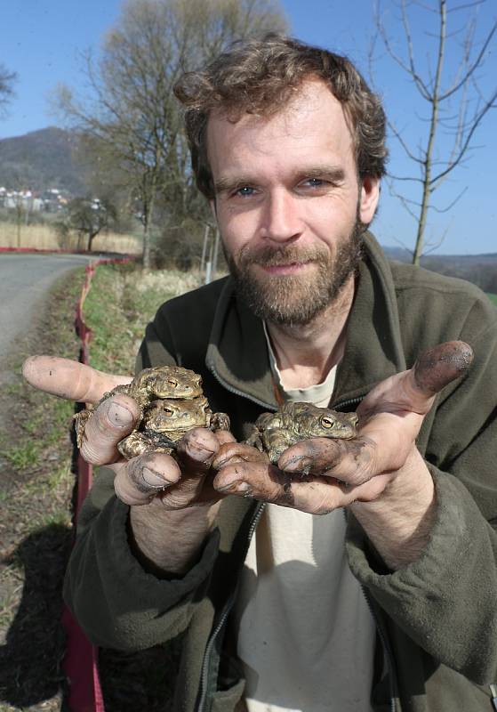 Migrující žabí populaci zachraňují dobrovolníci na třech místech Litoměřicka. Jedním z nich je Roman Vlček, který postupně vybírá žáby ze zátarasů a přenáší je do místního rybníka.