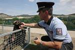 Chovná stanice služebních psů Policie ČR se po pěti letech opět přestěhovala zpět do Prackovic nad Labem.