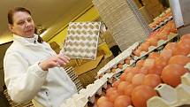 V libotenické drůbežárně na Litoměřicku třídí a balí vejce pro velikonoční trh. Slepičích vajec bude dostatek.