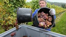 TRAMÍN sklízeli pracovníci Žernoseckého vinařství na svahu poblíž žalhostické školy. 