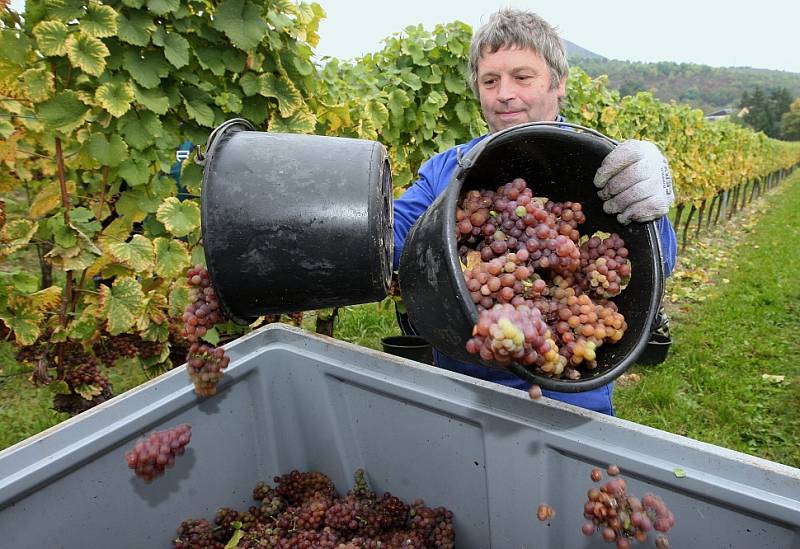 TRAMÍN sklízeli pracovníci Žernoseckého vinařství na svahu poblíž žalhostické školy. 