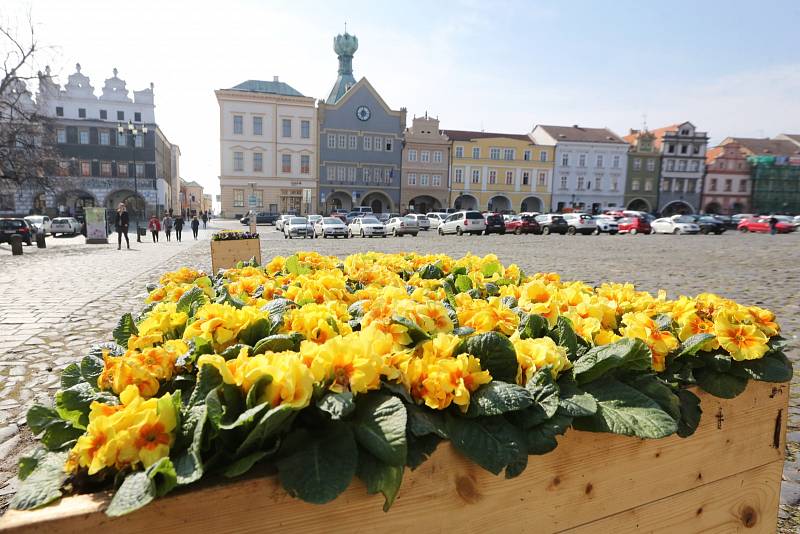 Technické služby vyzdobily dřevěnými květináči s rozkvetlými květinami litoměřické Mírové náměstí.