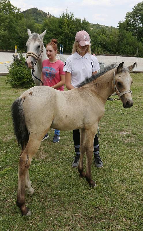 Zpěvačka Eva Pilarová přijela pokřtít do Třebívlicekého koňského ranče Pod skálou nově narozené hříbě.