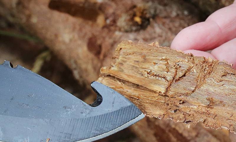 Kůrovec vlivem sucha devastuje lesy na Litoměřicku. Lesní správa Lesů ČR Litoměřice eviduje velké množství napadených smrkových porostů. Na fotografiích ukazuje Aleš Krišpín z Lesní správy Litoměřice, jak brouk devastuje smrkové porosty poblíž Třebušína.