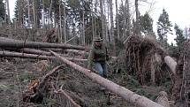 Takto vypadaly po řádění Kyrillu lesy pod vrchem Sedlo na Úštěcku.  Škody tam sčítal také revírník  Dušan Zikmund (na snímku).  Práce na odklízení popadaných  stromů trvaly pět měsíců. 