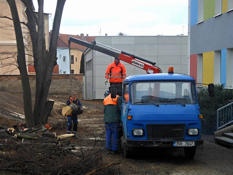 Kácení stromů u školky v Litoměřicích na konci ledna 2019