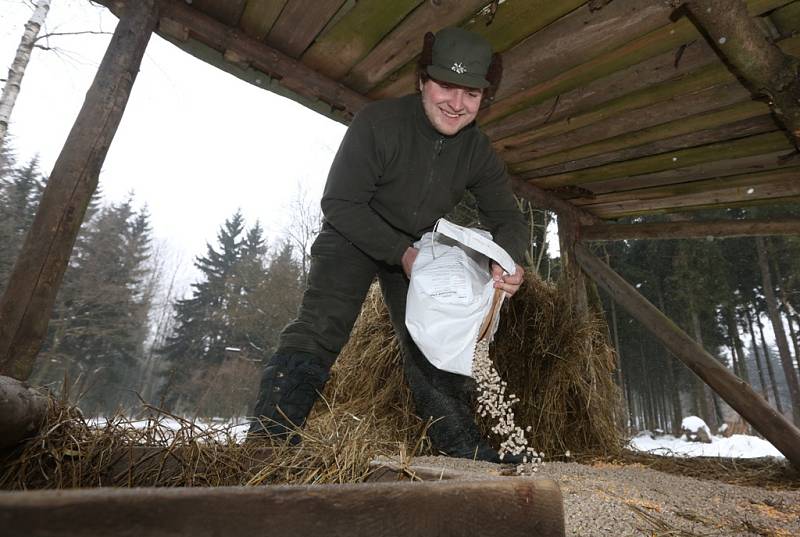 Myslivci ze sdružení Tetřívek Milešov rozvezli zvěři granule s léky a nezapomněli ji ani přikrmit