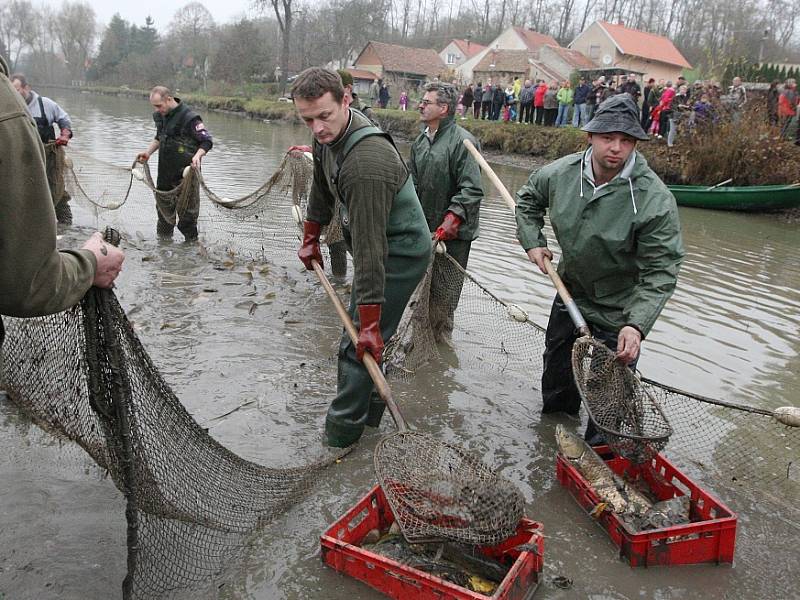 Výlov rybníka ve Straškově