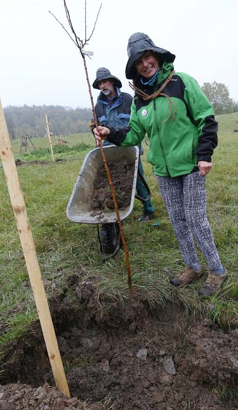 V Tluční vysazovali místní obyvatelé a brigádníci ovocný sad z původních druhů jabloní a dalších ovocných dřevin.