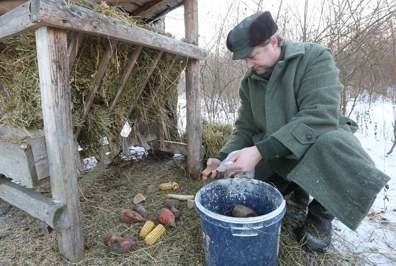 Myslivci v Chodovlicích v mrazech přilepšují zvířatům.