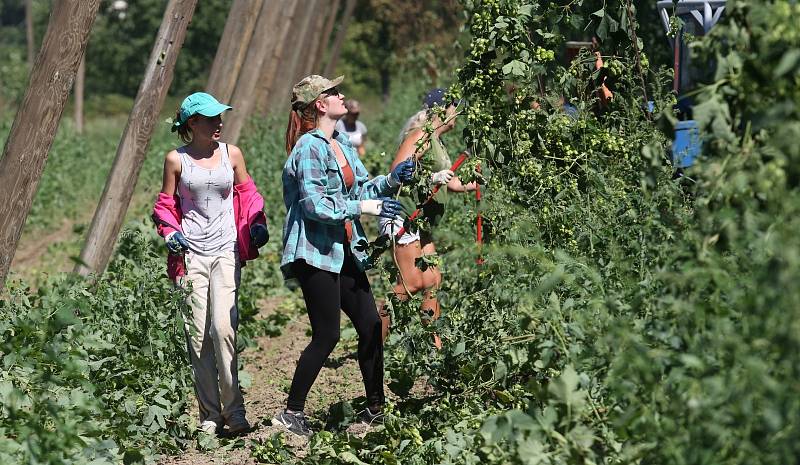 V Polepech na Litoměřicku padly první štoky chmele. Začala sklizeň