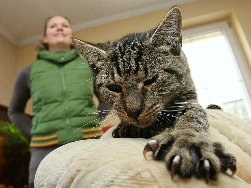 Kočky dostaly 1000 kg krmení - Litoměřický deník