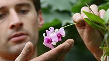 Ve sklenících Státního zámku v Libochovicích je jaro. Rozkvétá zde spousta nádherných květin, mezi nimi také desítky druhů orchidejí,