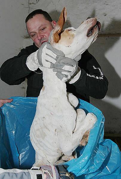 Týrání psů ve Vchynicích.