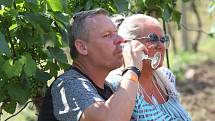 Milovníci vína vyrazili ochutnávat přímo do vinic v okolí Žernosek.