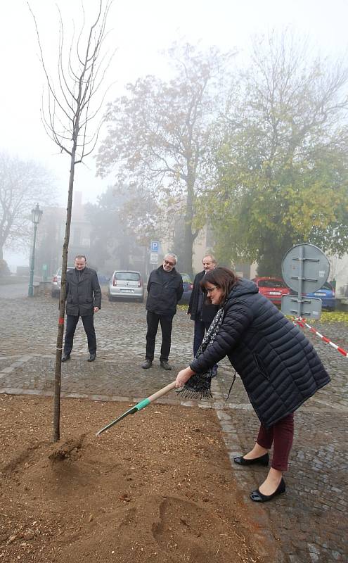 Představitelé Litoměřic zasadili poblíž budovy hospice sv Štěpána pamětní lípu.