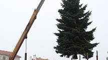Převoz vánočního stromu z Třebenic do Litoměřic