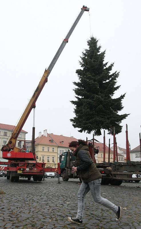 Převoz vánočního stromu z Třebenic do Litoměřic