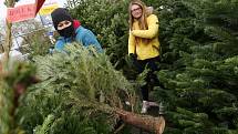 Prodej vánočních stromků u Kauflandu v Litoměřicích