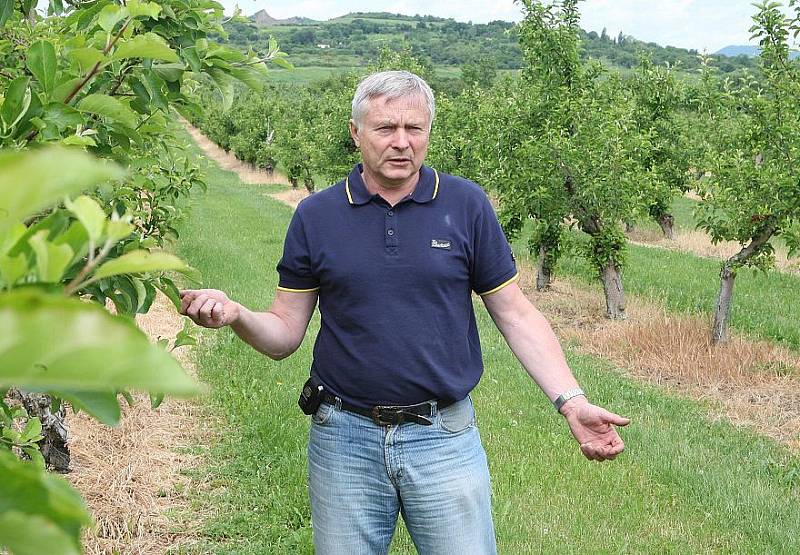 POMRZLY A OPADALY. Většina plodů jablek je pryč. Podobně jsou na tom Liběšičtí ovocnáři s hruškami, rané třešně v sadech v Klapém se letos zřejmě nebudou česat vůbec. 