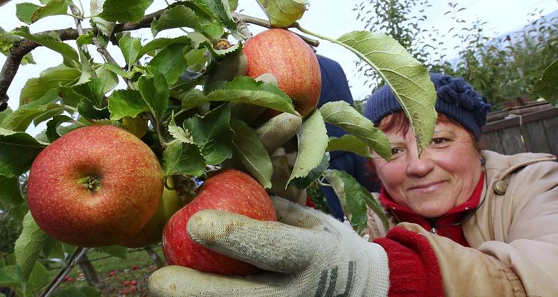 Pracovníci a brigádníci sklízejí v sadech pod Hazmburkem metráky krásných jablíček, které si mohou zákazníci téměř okamžitě koupit domů.