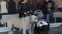 Krajská výstava psů na výstavišti v Litoměřicích